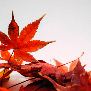 Режим страданий