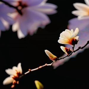 ふゆびより【钢琴曲】