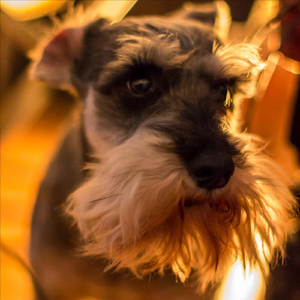 I Can't Tell You Why