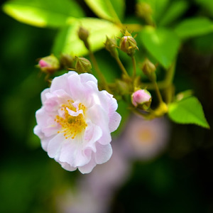 Идя с Христом