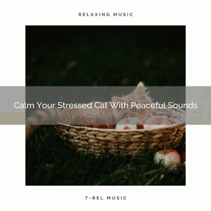 Weather Whispers Especially For Cats