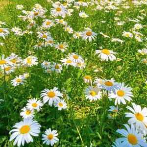 小城堡（纯音乐）