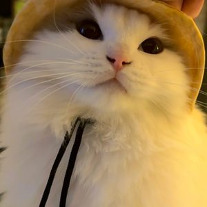 猫和企鹅II