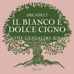 Il bianco e dolce cigno