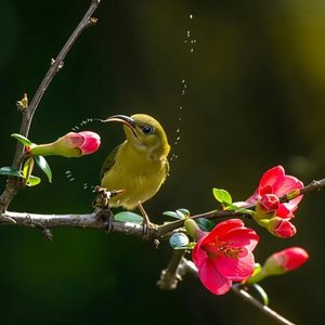 空庭夜雨 - 闲数落花