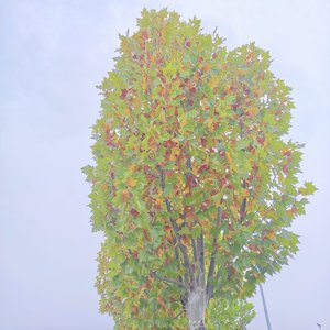 我不争夺星河 只做你的萤火