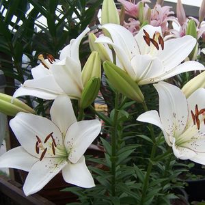 花开堪折直须折