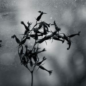 After a while I will forget I was here