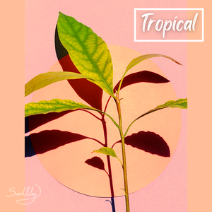 Justin Bieber x Pop Club Banger Type Beat Tropical