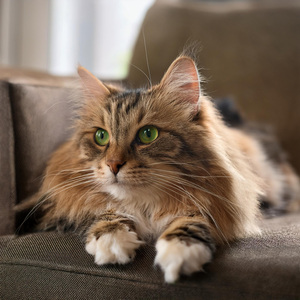 Elegante Canción De Cuna Para Gatos