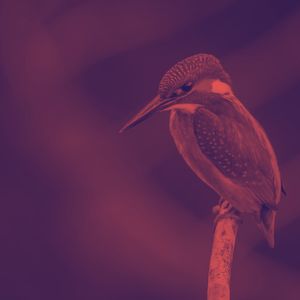 一尘不染自然印象数