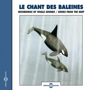 La Baleine Franche Boreale Dans L'océan Arctique