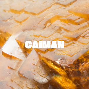 Caiman