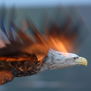 Bird Fight