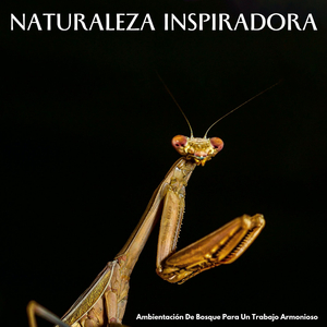 Serenidad Inspirada De La Naturaleza