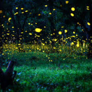 Chasing Fireflies