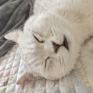 阳光猫