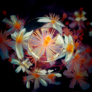 Petals in Slow Motion