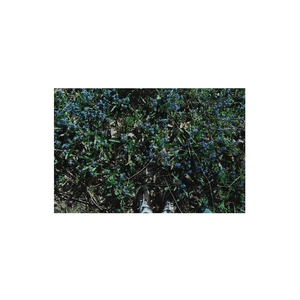 Memories of Ourselves with Each Other