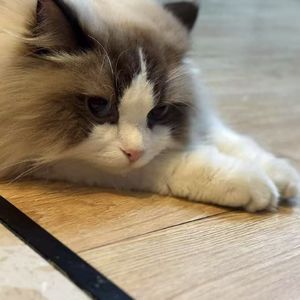 暴雨（prod.by Morrow)