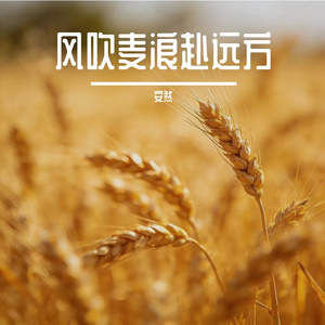 风吹麦浪赴远方