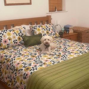 Completely Cockapoo About You