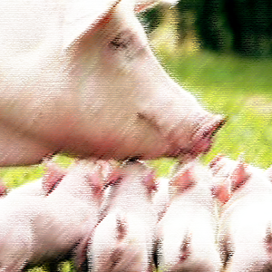 母猪的产后护理