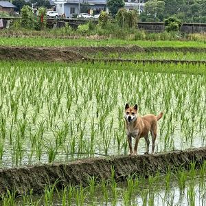 铁道旁的和风与水稻