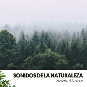 Oasis forestal para la relajación y la productividad