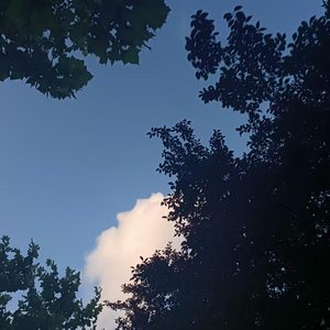 梧桐子叶 (3).wav