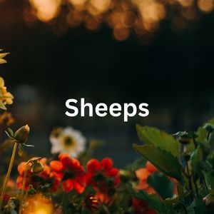 Sheeps