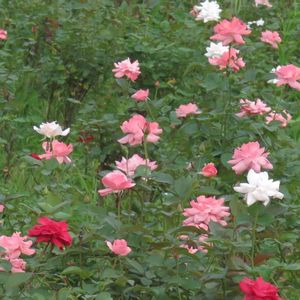 拉不拉吉（ProdEVOMUSIC）