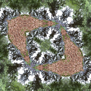 Immersive evening in the woods