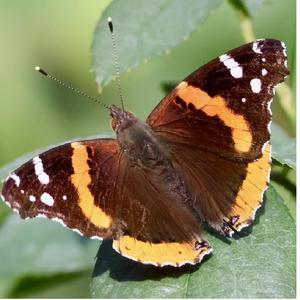 Hesitate (feat. Springfield)