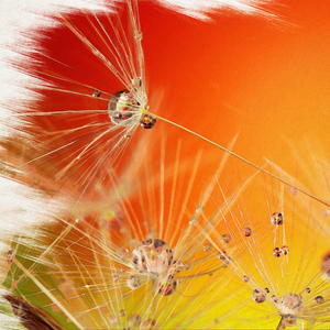 The Breeze of Summer