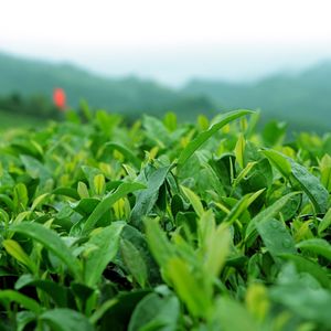 トウキョウ・シャンディ・ランデヴ