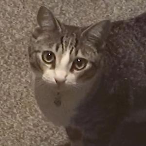 SAINT - Bunii (Jerk Remix)