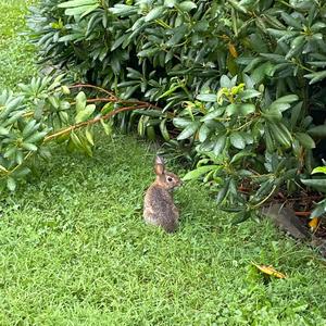 The Fox and the Mouse