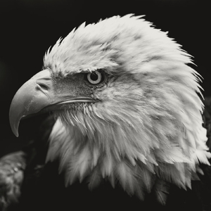 Snake Charmers Vav Music