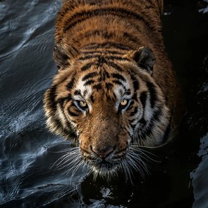 《平行线的爱》