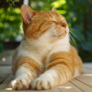 Smooth Rhythms for Contented Cats
