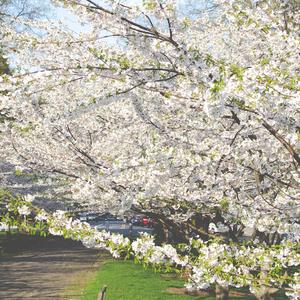 你，好不好？（钢琴版）（翻自 杨征宇 Isaac）