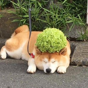 声声