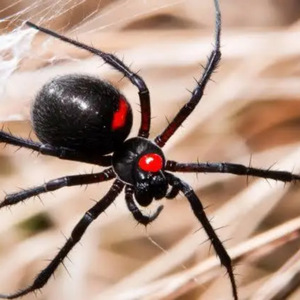 The Red in my ledger