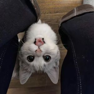 小猫