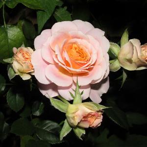 不要温和地走进那个良夜