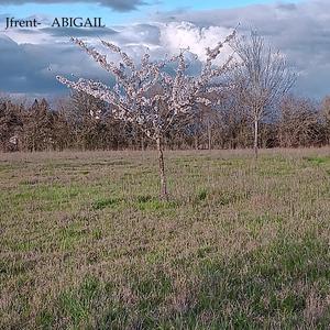 Abigail (Single version)