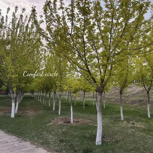 長く短い祭 钢琴