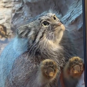 那須に降りた天使 ～ポリーに捧ぐ～