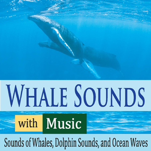 Dolphins and Whales Meet (With Sleep Music)